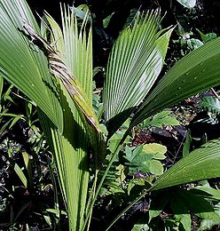 Pritchardia-gordonii96.jpg