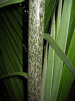Abimg 0807.jpg