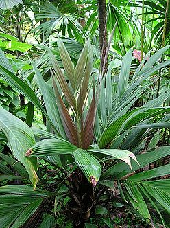 Calyptrogyneghiesbreghtiana.jpg