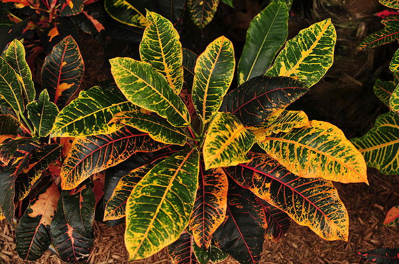 File:Wooton's Beauty.jpg