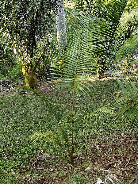 File:D111a6b2a30ce3296020aceae773582e.JPG