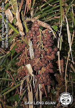 Daemonorops-leptopus---Infructescence.jpg