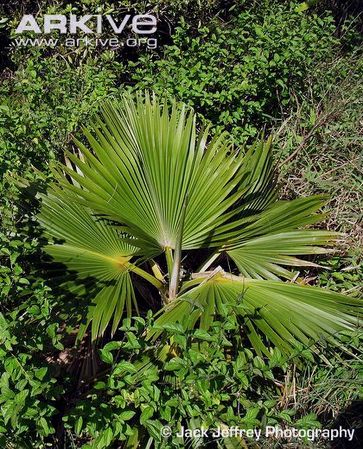 Pritchardia-kaalae.jpg
