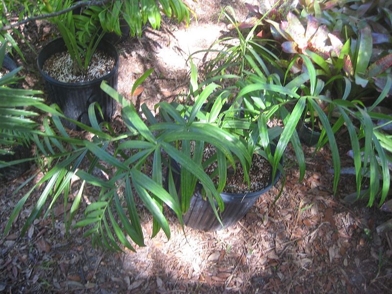 File:IMG 3782.jpg